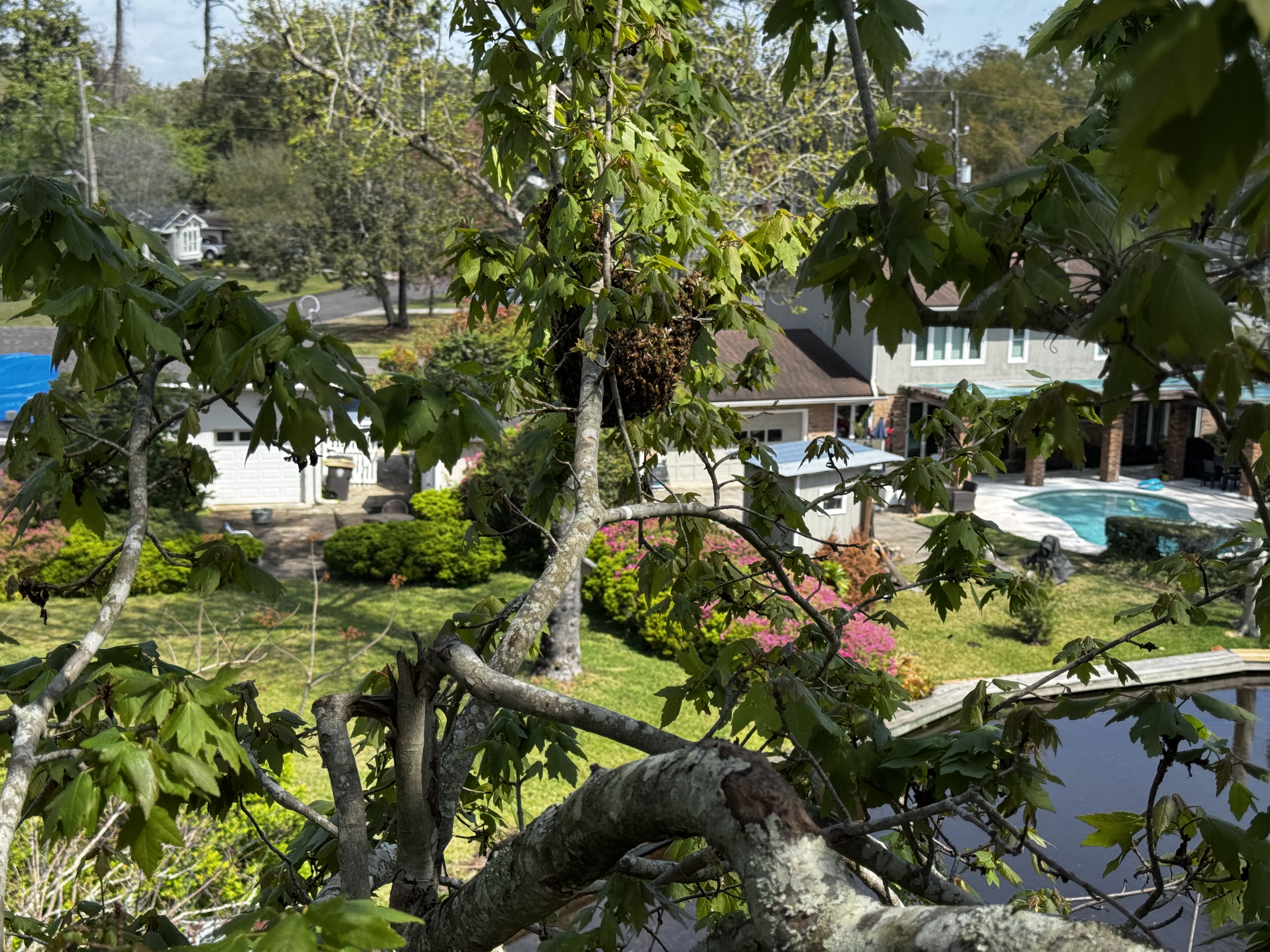 Swarm up in the Maple Tree