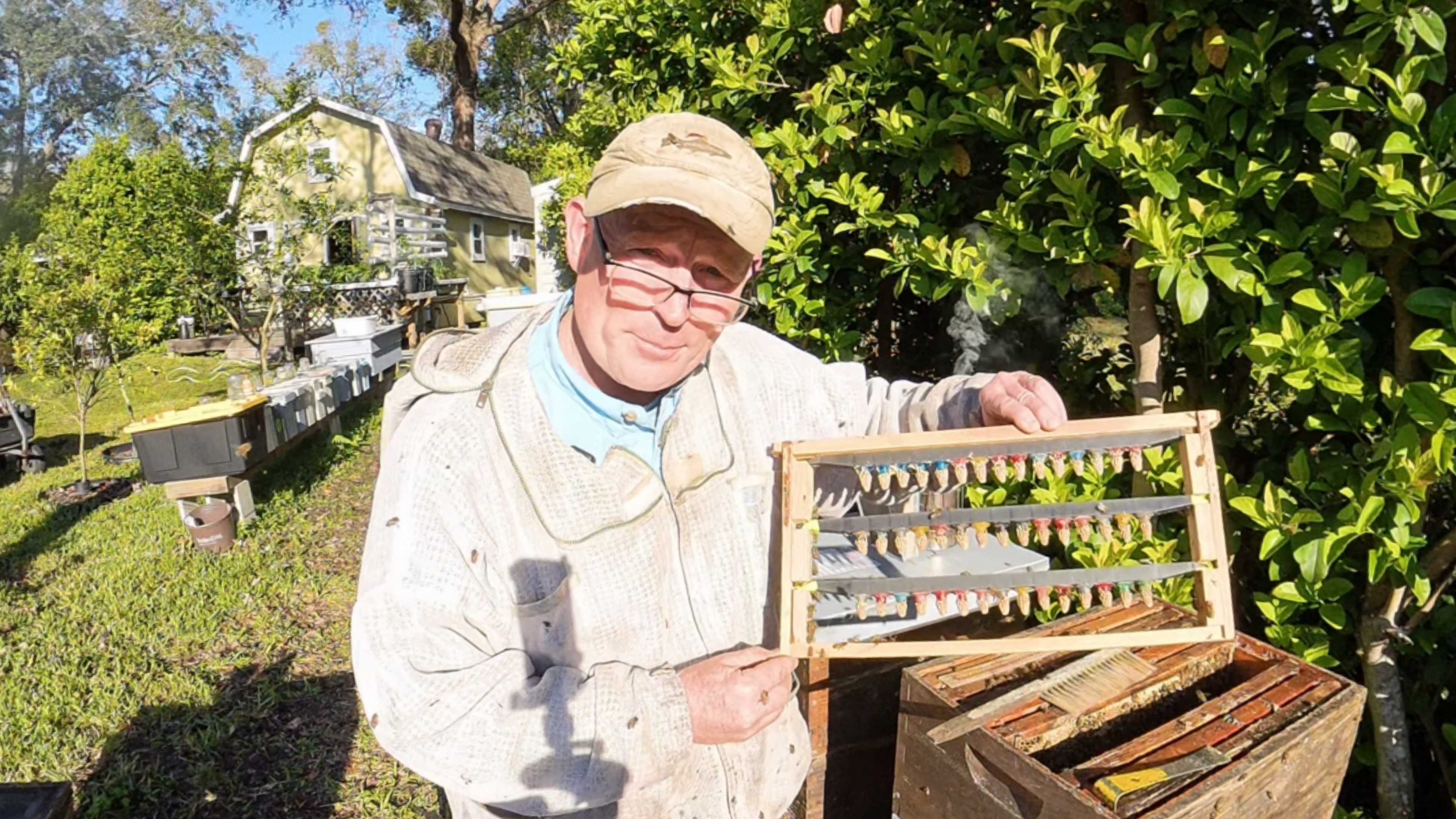 Successful queen cells in our apiary