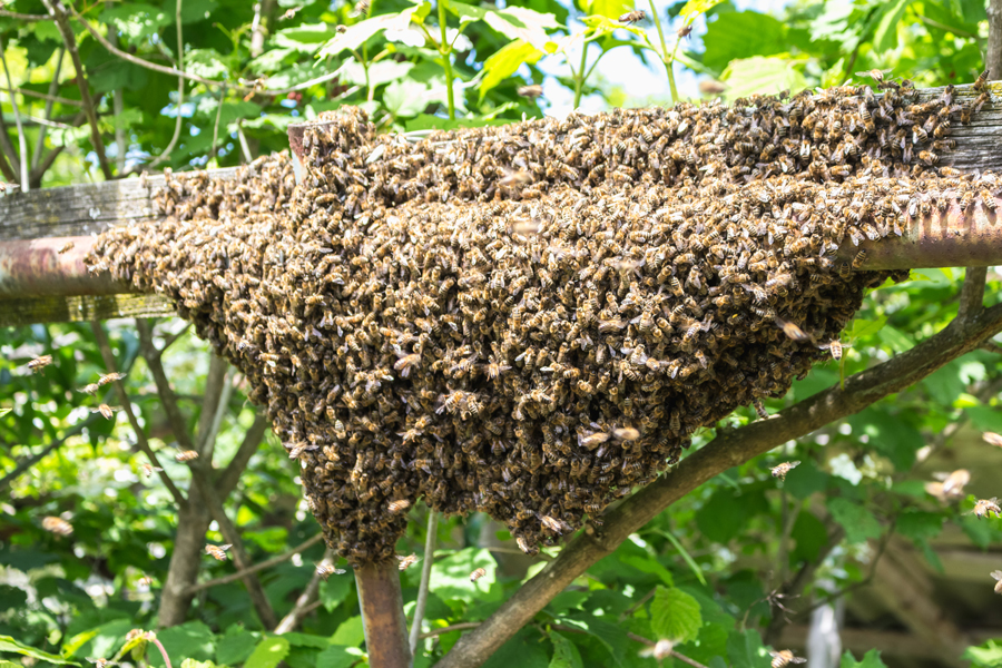 A large honey bee swarm in nature