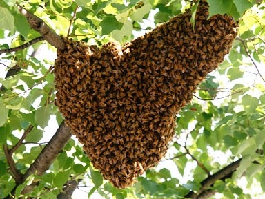 A typical honey bee swarm