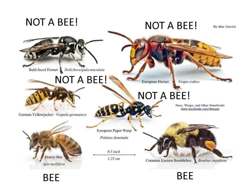 Comparison of honey bees vs. wasps and hornets
