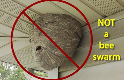A wasp nest showing its distinctive paper-like structure