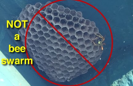 A yellowjacket nest showing different nest structure